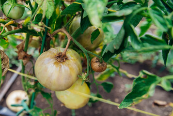 Green tomato bush in the garden. Unripe fruits rot and darken from phytophthora. Plant care.