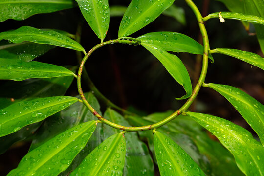 A spiral stem of a tropical tree climbing creeper plant with bright green leaves forms an intricate and pleasing pattern in close up at the Cairns Botanical Gardens in North Queensland, Australia.