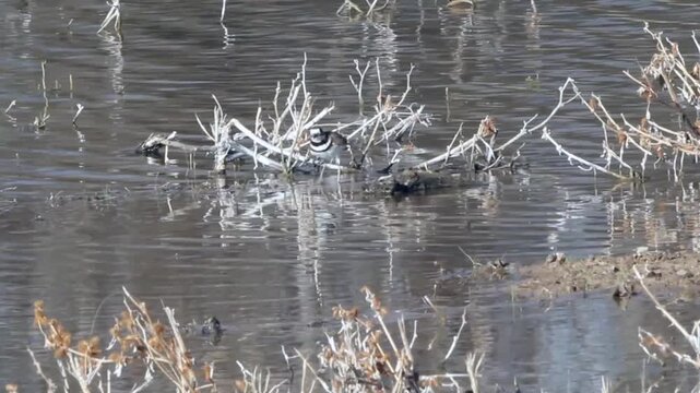 Killdeer, a large Plover, in a pond in winter, with sound