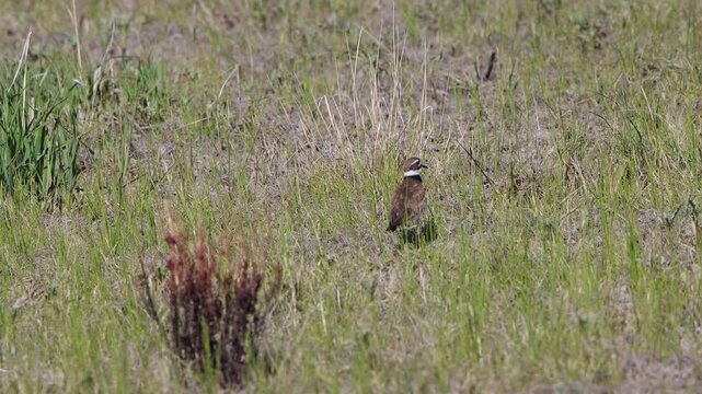 Killdeer mother calls to her chicks in a weedy field