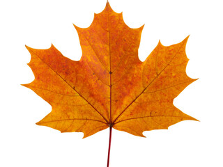 Fototapeta premium maple leaf isolated on white