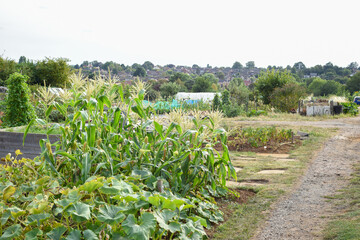 Variety of vegetables growing outdoors at an allotment vegetable patch in a community garden