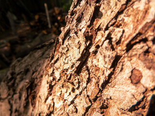 A close-up of rough tree bark in sunlight.