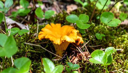 Single chanterelle mushroom growing wild in forest environment setting