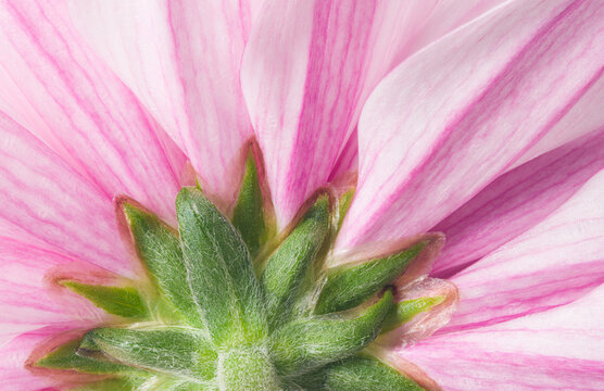 Close-up of pink chrysanthemum blossom in detail - Powered by Adobe