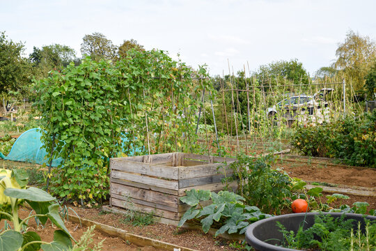 Variety of vegetables growing outdoors at an allotment vegetable patch in a community garden