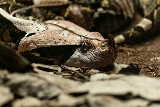 Fototapeta Close-up of a camouflaged viper on forest floor