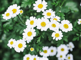 Chamomile flowers with white petals and yellow centers
