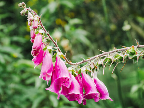 Digitalis purpurea in vibrant bloom