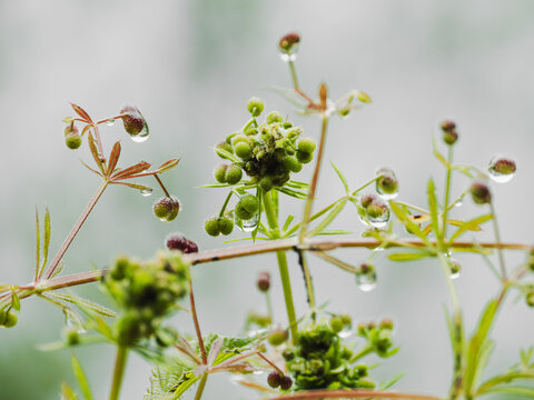 Galium parisiense adorned with glistening water droplets
