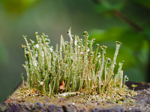 Cladonia rigida with morning dew on mossy wood