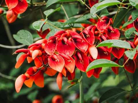 Erythrina crista-galli vibrant blooms in natural setting