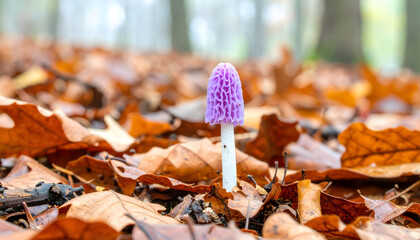 Single purple mushroom in autumn leaves on forest floor detailed close up