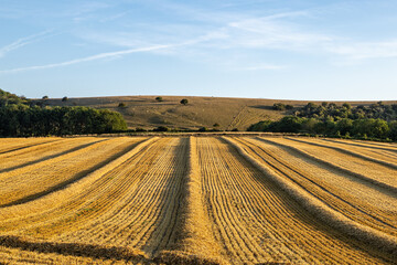 Cereal crops in a field in rural Sussex, after harvesting