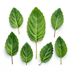 Fototapeta premium Dried holy basil (tulsi) leaves displayed on a clean white background, showcasing their crinkled texture,