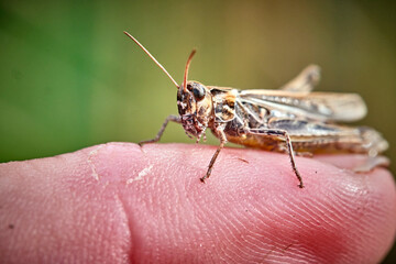Gefleckte Keulenschrecke ( Myrmeleotettix maculatus ).