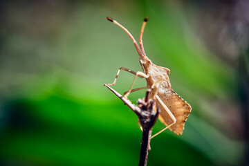 Rhombenwanze ( Syromastus rhombeus ).