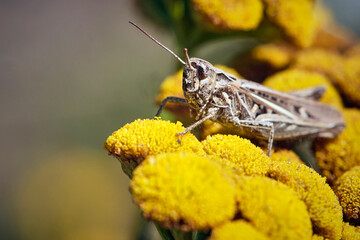 Gefleckte Keulenschrecke ( Myrmeleotettix maculatus ).