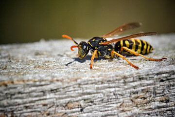 Haus-Feldwespe ( Polistes dominula ).