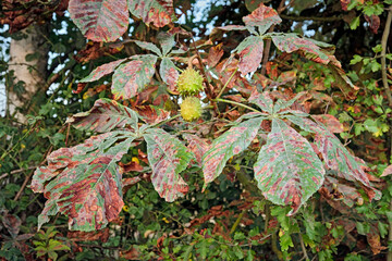 Gewöhnliche Rosskastanie ( Aesculus hippocastanum ) von der Rosskastanienminiermotte ( Cameraria...