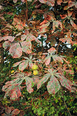 Gewöhnliche Rosskastanie ( Aesculus hippocastanum ) von der Rosskastanienminiermotte ( Cameraria...
