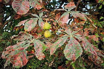 Gewöhnliche Rosskastanie ( Aesculus hippocastanum ) von der Rosskastanienminiermotte ( Cameraria...