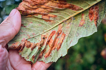 Gewöhnliche Rosskastanie ( Aesculus hippocastanum ) von der Rosskastanienminiermotte ( Cameraria...