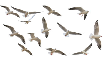 Obraz premium Flock of seagulls flying in clear sky isolated on white background