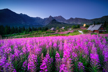 Obraz premium Gąsienicowa Valley at dawn, one of the most beautiful places in Poland, a Tatra valley full of flowers.