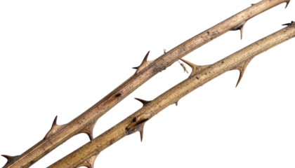 Dry brown thorny branch with sharp spikes isolated on white background