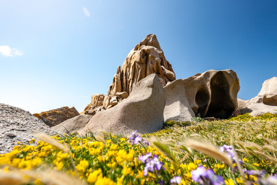 Rocky coast with wildflowers at Capo Testa Sardinia under blue sky
