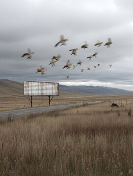 Clouds Road Open Horizon Empty Field Bird Wildlife Migration Journey Nature Freedom Rural Scene Sky Gray Landscape Traffic Signs Distance Flying Soar Breeze Sunset Grazing Countryside 