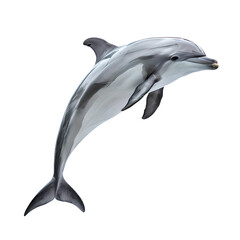 Obraz premium dolphin full body, isolated on transparent background