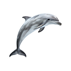 Fototapeta premium dolphin full body, isolated on transparent background