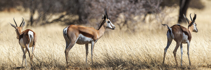 Springbok dans une réserve animalière en Namibie