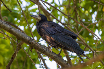 crow on a branch
