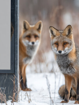 Wildlife Photography Fox Portrait Winter Snowy Forest Nature Habitat Two Playful Curious Canids Alert Furry Mammals Fur Paws Whiskers Brown 