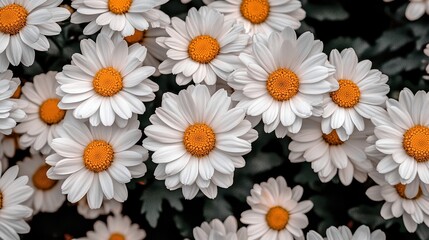 A close-up of vibrant white daisies with bright yellow centers, creating a lush floral backdrop, This image can be used for gardening blogs, nature-themed projects, or as decorative wall art,