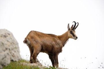 mountain goat in the Tatra Mountains