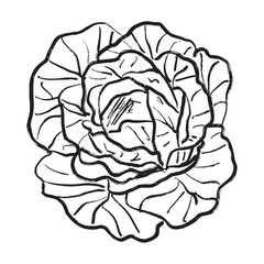 Big cabbage design in black brush stroke texture isolated on white. Hand drawn vector sketch illustration in vintage charcoal ink. Salad ingredient, menu design, summer farm vegetable.