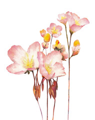Isolated floral design element. Hand drawn watercolor painting pink Buttercups flowers on white background. Beautiful nature element for design, greeting card, decoration