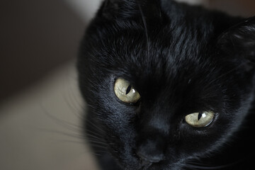 Close-Up of Black Cat Looking Down