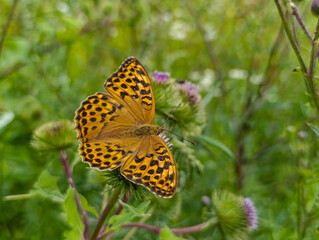 Yellow butterfly on a wildflower, top view