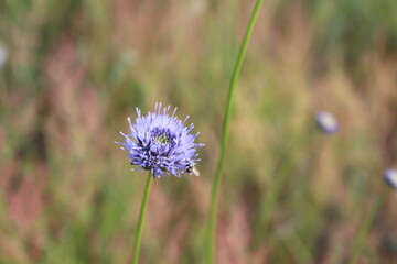 purple thistle flower in spring