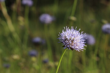 purple thistle flower