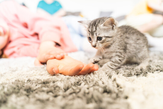 Kitten curiously inspects a person's outstretched hand