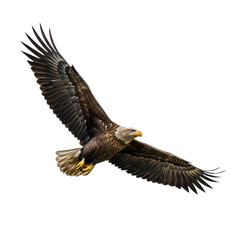 Obraz premium Majestic Bald Eagle Soaring with Wings Spread Wide.