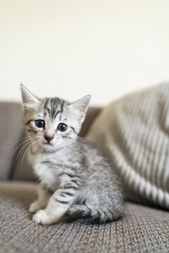 Curious gray kitten sitting on a cozy sofa