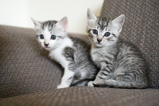 Two adorable kittens sitting on a cozy grey sofa