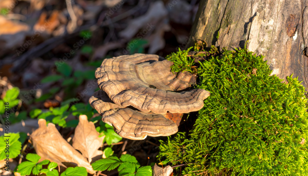 Poster tree fungus and moss growing on tree trunk in a forest during the day